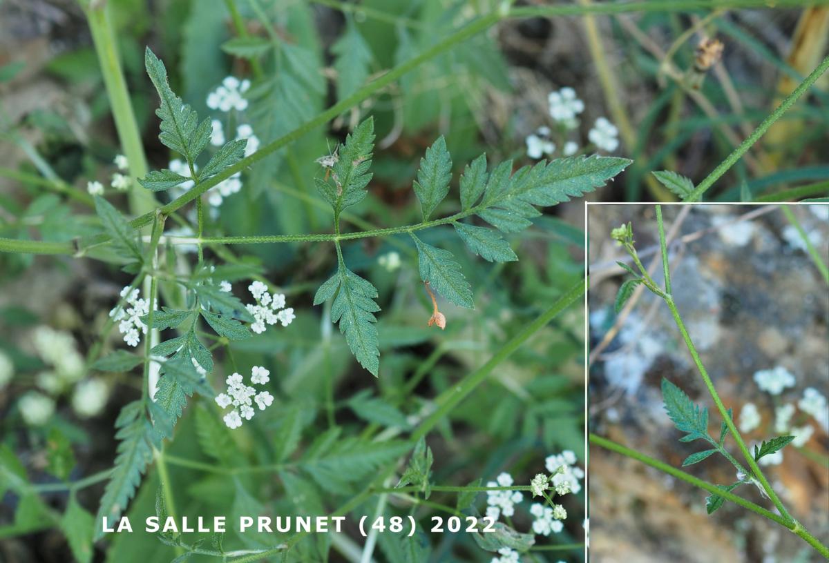 Hedge Parsley, Field leaf